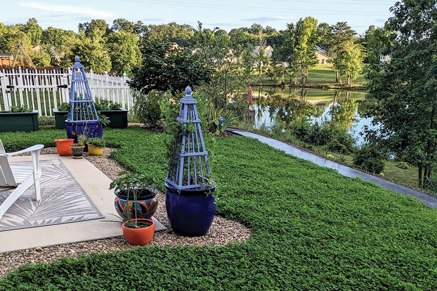 Mini Clover Yard